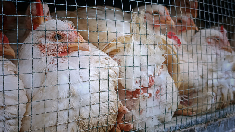 A group of white-feathered broiler chickens in a wire cage on a farm