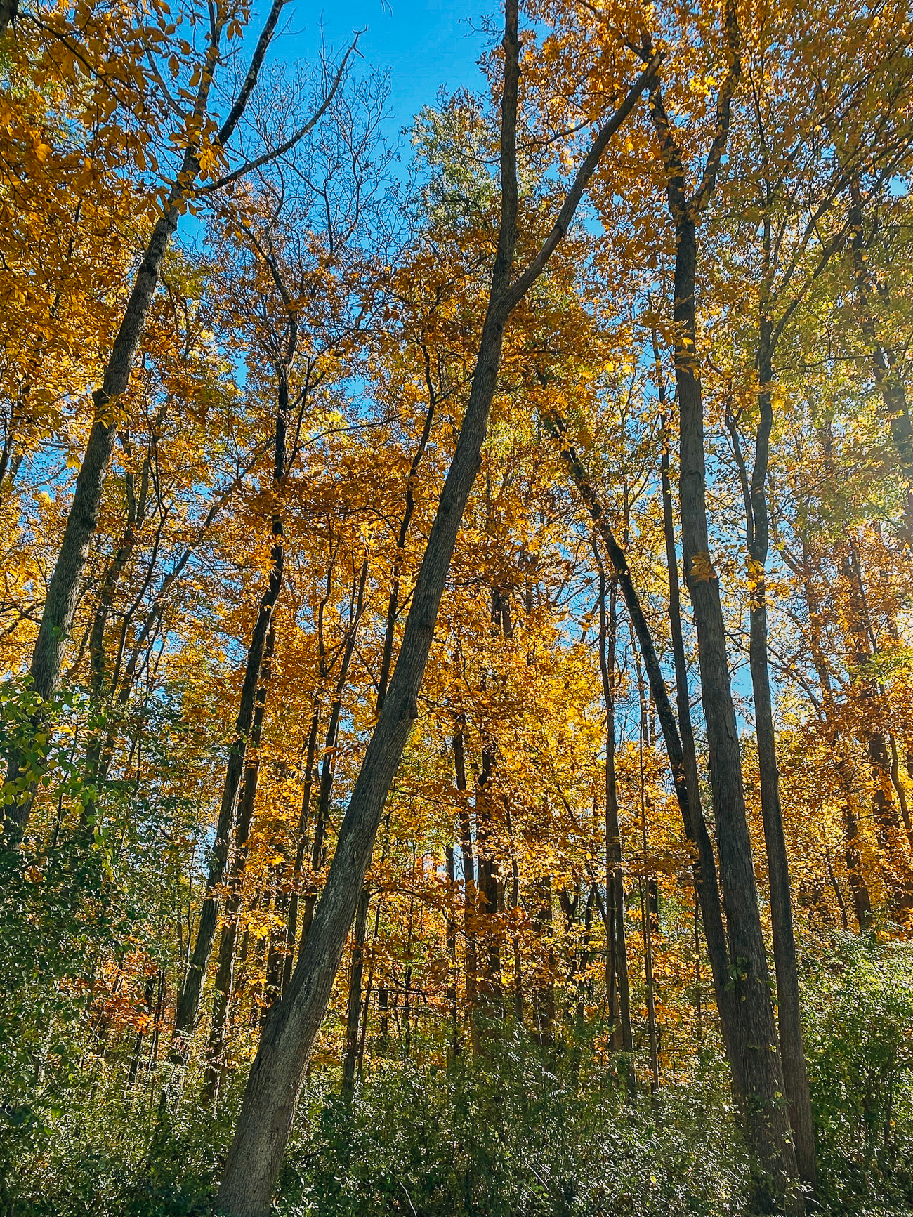 fall leaves