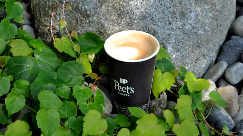 Pumpkin Latte surrounded by vines