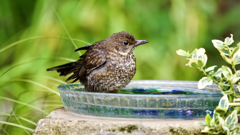 A small bird perched on a homemade glass birdbath