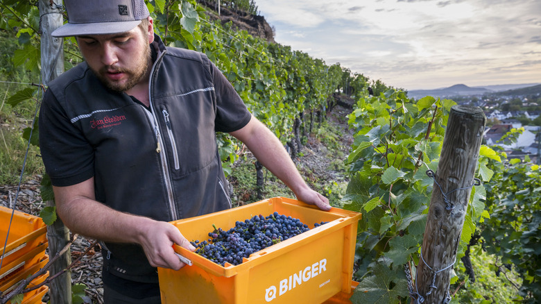 man harvesting pinot noir wines
