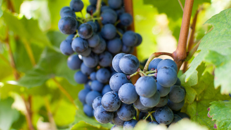Purple blaufränkisch grapes on the vine