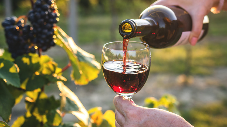 A bottle pouring red wine into a glass in sunny vineyard